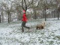 Merry Xmas - Dog Dancing