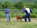 BASIC BITEWORK TRAINING