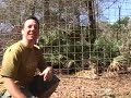 SERVAL (wild cat) -rare safari footage