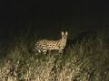 SERVAL- Amazing Predator (rare safari footage)