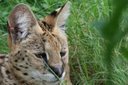 SERVAL- Amazing Predator (rare safari night footage)