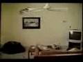 videos de el gato volador