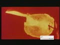 L'uomo il fuoco il ferro di Kurt Blum e Eugenio Carmi (1960)
