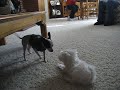 Cute Puppy Fight