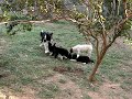 Alguns filhotes da Gaya, em especial a ADA