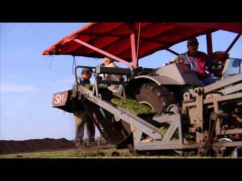 how to fertilize a florida lawn