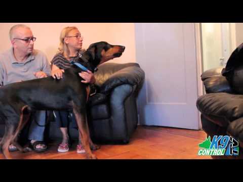 Doberman Pincer