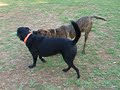 Hank and Max Gone Wild