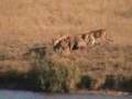 videos de Las Fuerzas Del Bufalo