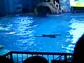 Shamu Rocks