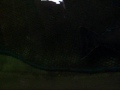 Halibut farm