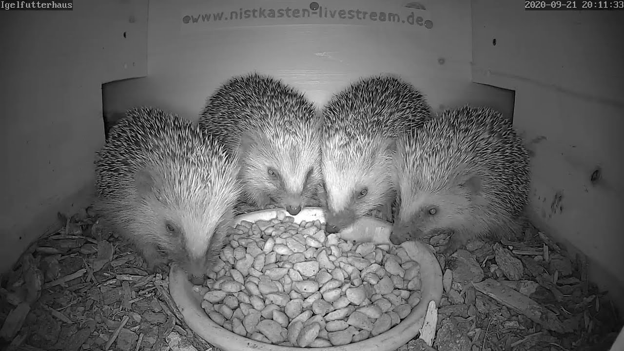 Nun fressen sich 4 Igel zeitgleich durch! 21.09.2020