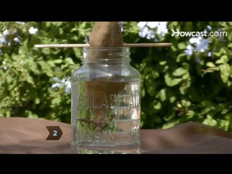 how to grow a sweet potato vine in a jar