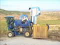 Recojida de la oliva en la finca que Moroño tiene junto a roscas en el termino de Fitero.