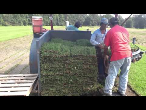 how to harvest sod