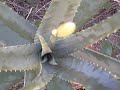 ciclo de floracao aloe vera parte 1 por Nivaldo Mota Distribuidor Forever living brasil