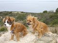 Les nostres vacances de Setmana Santa: Alka i Kiba Les nostres vacances de Setmana Santa: Alka i Kiba