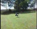 Savage BackFlip