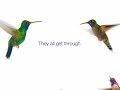 Telus - hummingbirds