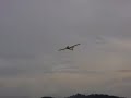 discus glider twin edf at damansara - hand launched discus glider twin edf at damansara - hand launched