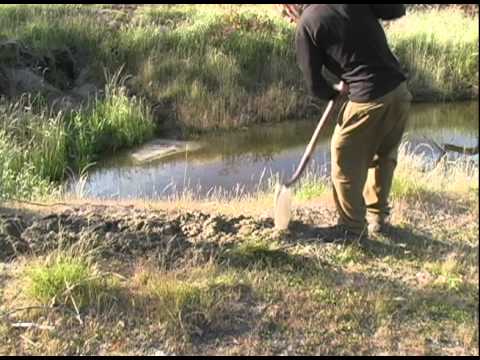 how to divide and replant agapanthus