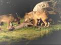 videos de Ayudemos al Lobo (2ª parte)