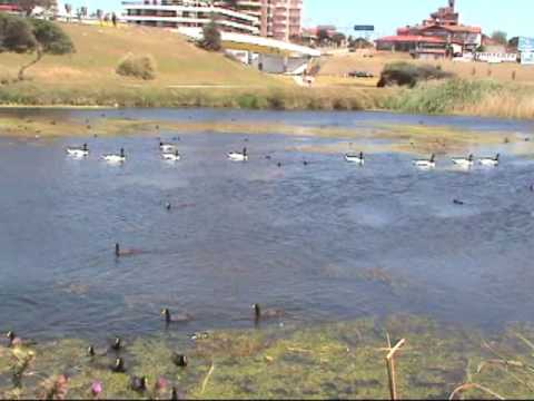 Video de Un hada, un cisne de Sui Generis