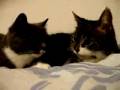 videos de Re: Cat Talking, Translation