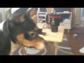 Macho barking at Muttley