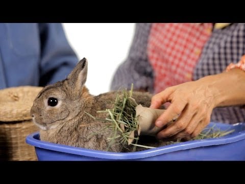 how to take care if a bunny