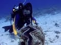 Jonathan Bird's Blue World 14: Giant Clams