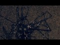 Zobacz video