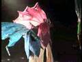 Uccelli (Birds) 2000-2004 estratto-pavoni