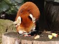 遊亀公園のレッサーパンダ　茶太郎　リンゴを食べる