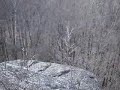 Woods movie