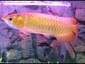 Feng Shui Fish 2 Feng Shui Fish 2