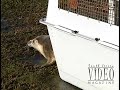 Seals Return to the Atlantic Ocean