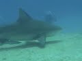 Proyecto Tibu I (Shark Project I)