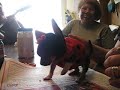 Drunken Ladybug
