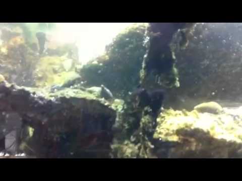 how to eliminate brown algae in saltwater aquarium