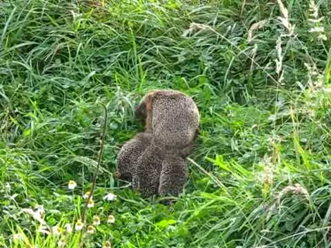 Igel - Mama-Igel und drei Baby-Igel machen einen Ausflug und faszinieren dabei unsere indischen Laufenten.