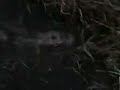 Another Strange Fish
