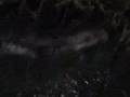 Another-Strange-Fish