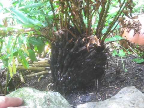 how to transplant sword ferns