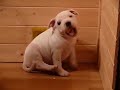 Basco Snow Bee-Master - staffordshire bull terrier