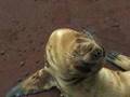 baby sealions in Galapagos