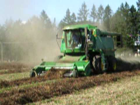 how to harvest clover seed