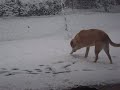 SADIE PLAYING IN THE SNOW.
