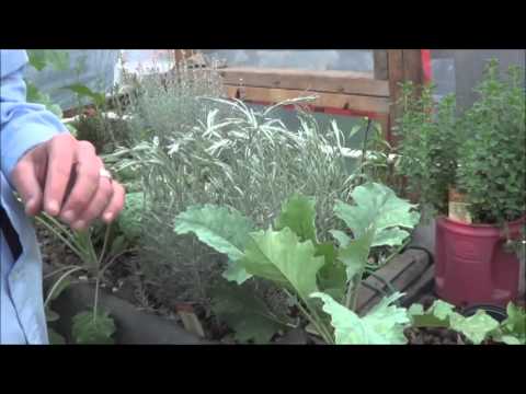 how to harvest sage
