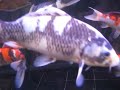 Arowana Koi Shiro Utsuri ?? ?? ?? tank 5 Arowana Koi Shiro Utsuri ?? ?? ?? tank 5